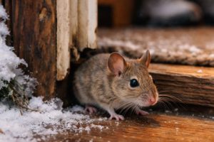 Start the Year Pest-Free: Winter Pest Prevention Tips for Georgia Homes 1 Mouse inside trying to sneak in the door.