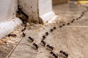 Line of black ants forming a trail across a tiled kitchen floor, entering through a crack in the baseboard and moving toward spilled food.