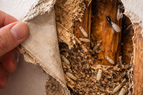 termite control in Georgia