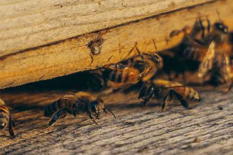 What’s Nesting Around Your Home?