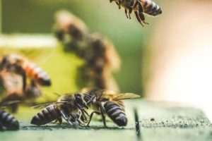 beesandwasps