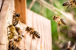 Bees vs. Wasps: What's Nesting Around Your Home? 1 bees