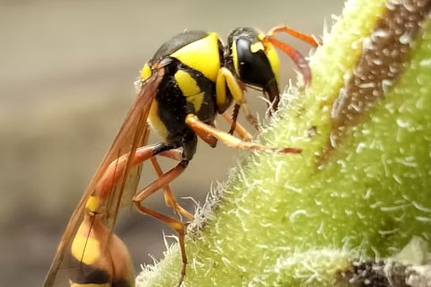 Bees vs. Wasps: What's Nesting Around Your Home? 2 Bees, Wasps, and Hornets: What's the Difference?