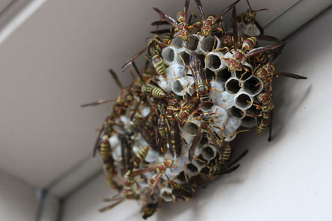 Bees vs. Wasps: What's Nesting Around Your Home? 1 Bees vs. Wasps: What's Nesting Around Your Home?