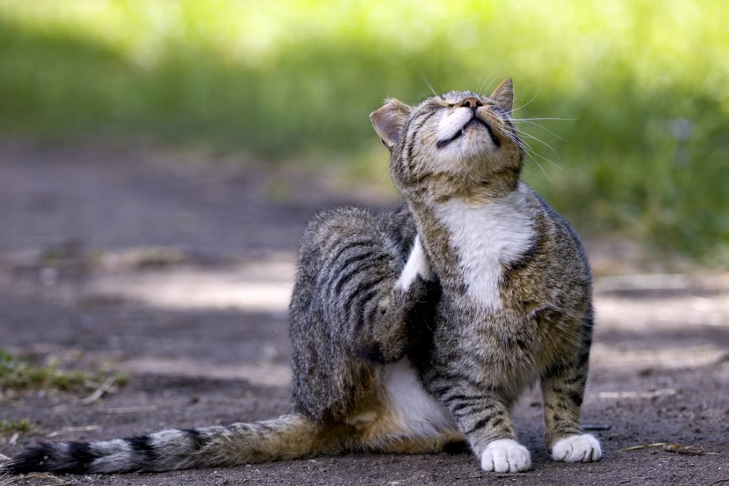 Fleas and Ticks in Georgia: Protecting Your Home and Pets 1 Fleas and Ticks in Georgia: Protecting Your Home and Pets
