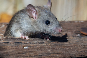 ratsandmice