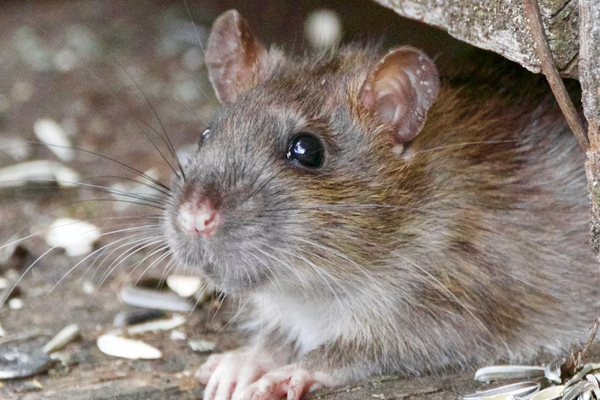 Rats and Mice Invade Georgia Homes in Fall
