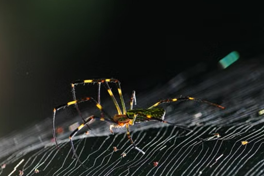Are Spiders a Sign of a Bigger Pest Problem?