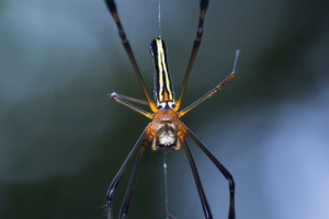 Are Spiders a Sign of a Bigger Pest Problem? 1 spiders